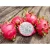 Import Fresh Dragon Fruit from South Africa