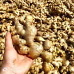 Ginger fresh