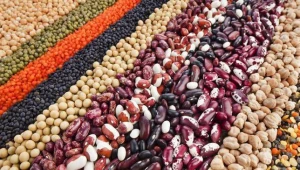 white kidney beans,red beans,broad white bean
