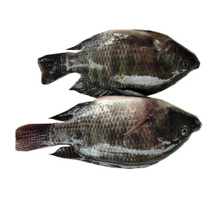 Seafood and Frozen Food Exporter African Tilapia Fish
