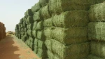 alfalfa hay (clover)