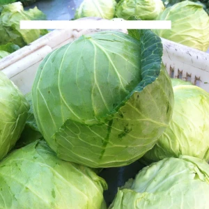 Healthy Vietnamese Fresh Cabbage/ Green Cabbage