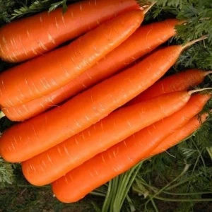 Top Quality Fresh 100% Organic Carrots In Wholesale Price