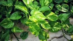 Golden Pothos / Devil’s Ivy / Money Plant Seedling plants