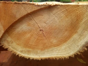 Teak round wood log with Bark