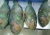 Import FROZEN PARROTFISH WHOLE ROUND from USA