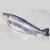 Import Factory Direct Supply Good Price Frozen Pacific Chum Salmon Fillet from Bahamas