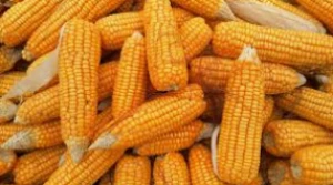 High Quality Maize