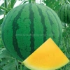 Good quality F1 hybrid yellow watermelon seeds﻿