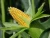Import High Quality Maize from South Africa