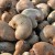 Import CASHEW NUTS from Cote D'Ivoire (Ivory Coast)