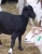 Import goats, sheep, calf and cattle from South Africa