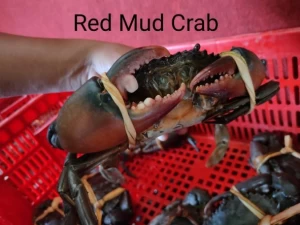 Red Mud Crab (Scylla olivacea) origin Island Kalimantan