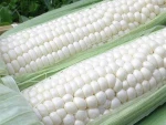 Dried White Maize Ready for Export