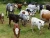 Import goats, sheep, calf and cattle from South Africa