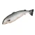 Import Mackerel Fish Best Quality Whole Round Frozen Pacific from Bahamas