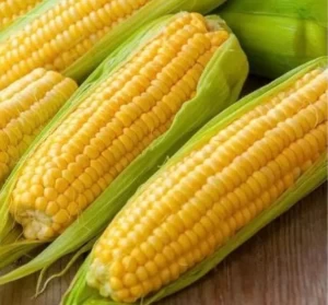 Full Sweet yellow Corn  high quality