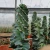 Import 10-15cm spiral  cactus bonsai for nursery cactus plant for home decoration  cactus from China