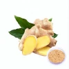 100% Natural High Quality Ginger Extract 6-Gingerol Powder 5%-6%