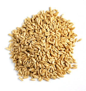 100% premium quality Oat Grain