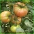 Import 2015 Exporters: TOMATO/ Tomato Fresh(Come and buy)The best price! from China