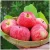 Import 2020 new fresh fruits delicious red fuji apples from China