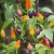 Import 2021 Fresh Bulk Ornamental Seeds Of Different Color Chili from China