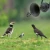 Import 35W Amplifier 125dB Bird Hunting Loudspeaker 12v Outdoor Hunting Decoy Bird Caller Mp3 Bird Sound from China