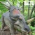 Import 3m styracoaurus model for sale from China