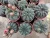 Import 5-6cm mini  nursery Cactus Gymnocalycium baldianum with Flowers indoor growing cactus plants from China