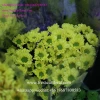60 To 80 Stem Malaysian Mums Flower For Party Decoration From Yunnan