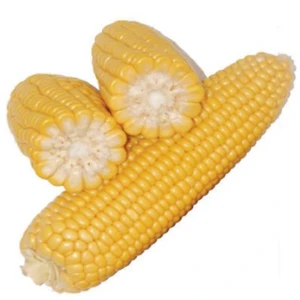 Air dried yellow corn for sale