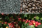Arabica coffee bean