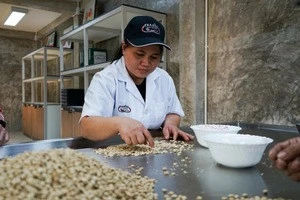 Arabica Coffee Beans Thailand (Premium Grade)
