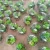 Import Artificial green succulent plants customized decor home and garden for outdoor from China