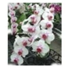 Beautiful flower Phalaenopsis Orchid White Flower & Red Center Plant