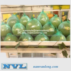 BEST BUY! FRESH POMELO at THE HIGH QUALITY and BEST PRICE