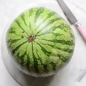 Brazil High Quality Fresh Water Melon