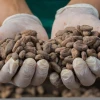 Cacao Beans ,Dried Criollo Cocoa Beans ,Organic Roasted Cacao Beans cheap price
