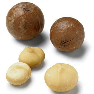 cheap and competitive price Macadamia Nuts In shell, Kernels/Organic Macadamia