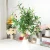 Import cheap artificial olive tree leaves ornamental plant from China