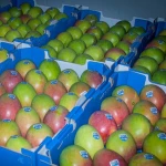 Cheap Fresh Alphonso Mangoes for sale