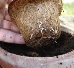 COCO NURSERY POTS/ SEEDING COIR POT/whatsapp: +84 845 639 639