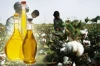Organic Cottonseed Oil, Pure Edible Oil Extracted From Cotton Seed