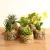 Import CYSHMILY Pine needles Milan grass succulents Mini simulation plants potted artificial flowers Cactus ornaments from China