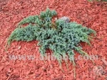 Decorative Aggregates, Red mulch, woodchips