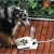 Import Dogs go out to feed water automatically and pedal automatic sprinklers. from China
