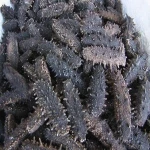 DRIED SEA CUCUMBERS 100% NATURAL AT WHOLESALE PRICE