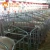Import European type piggery equipment gestation crate for pig farm Philippines from China