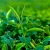 Import Factory and Wholesale Green Tea Loose Tea Leaf Premium Green Tea OEM Thailand from Thailand